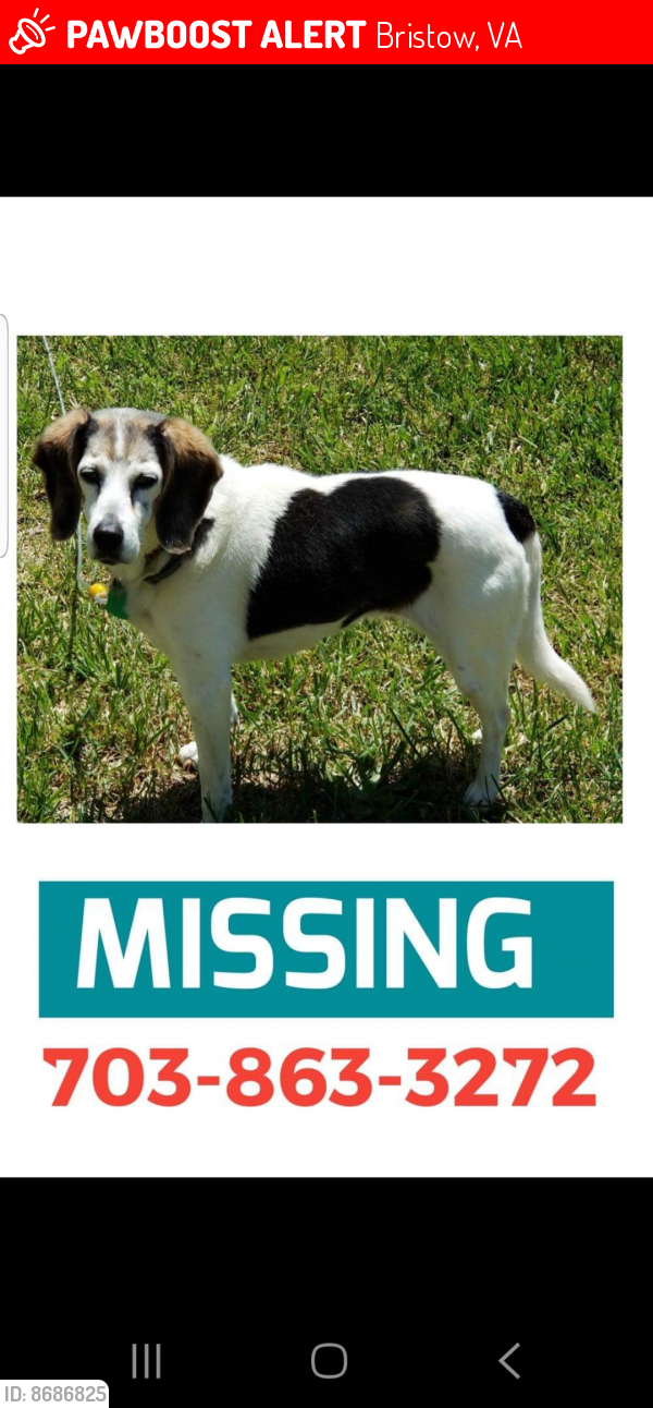 Lost Female Dog last seen Sudley Manor and Rob Roy Roads, Bristow, VA 20136