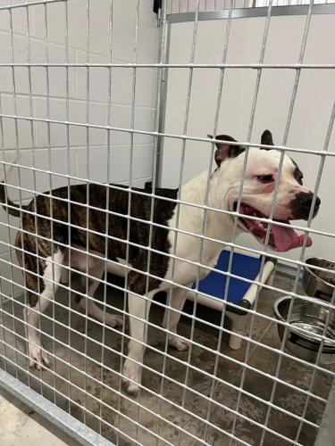 Found/Stray Male Dog last seen Found near Greenwood Ave and Dempster St in Niles, Niles, IL 60714