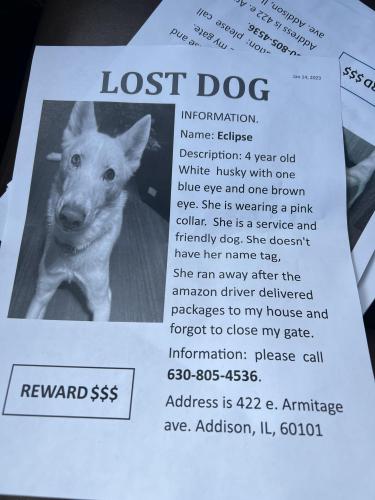 Lost Female Dog last seen Addison, IL, Addison, IL 60101