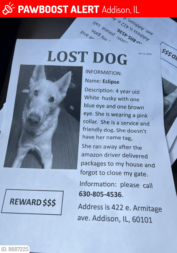Lost Female Dog last seen Addison, IL, Addison, IL 60101