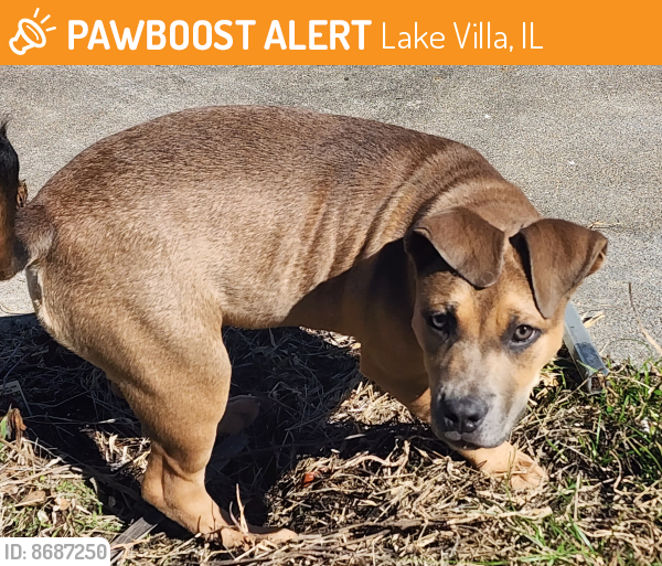Found/Stray Female Dog last seen Glenn lakes,lb, Lake Villa, IL 60046