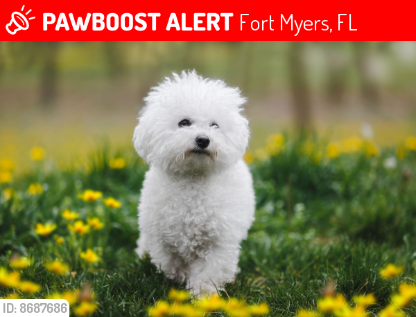 Lost Female Dog last seen Love Boat Ice Cream San Carlos Blvd , Fort Myers, FL 33908