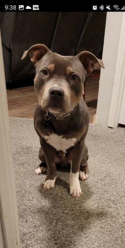 Lost Male Dog last seen Rt 73, Taylor County, WV 26354