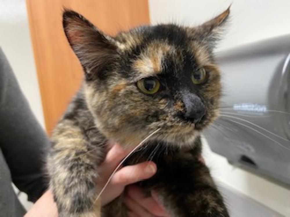 Shelter Stray Female Cat last seen WHITNEY BLVD, Auburn, CA 95603