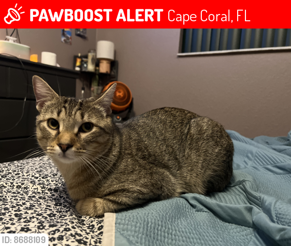 Lost Male Cat last seen Sec10th st and 6th ct, Cape Coral, FL 33990