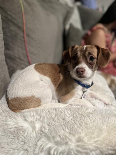 Lost Male Dog last seen Humboldt park , Chicago, IL 60651