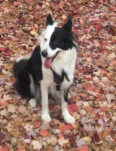 Lost Female Dog last seen Crown royal circle, Franconia, VA 22310