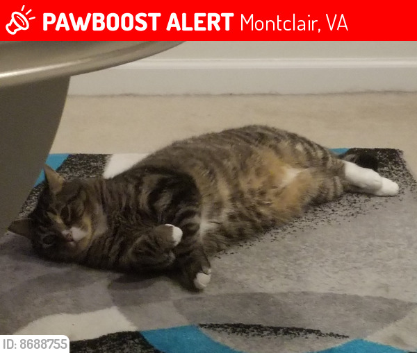 Lost Male Cat last seen Edgewood st., Montclair, VA 22025