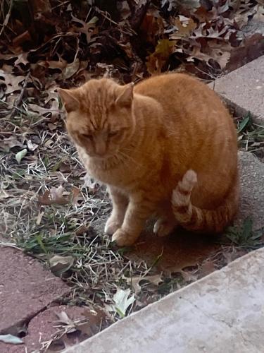 Found/Stray Male Cat last seen High Country and Mandalay, Arlington, TX 76012