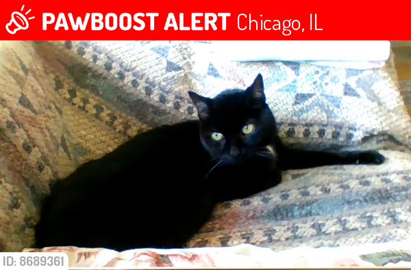 Lost Male Cat last seen Montrose Ave and Avers Ave, Chicago, IL 60618, Chicago, IL 60618
