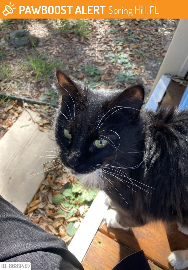 Found/Stray Female Cat in Spring Hill, FL 34613 (ID 8689497) PawBoost