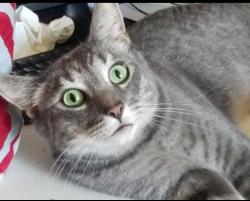 Lost Male Cat last seen Broadway/Kolb, Tucson, AZ 85710