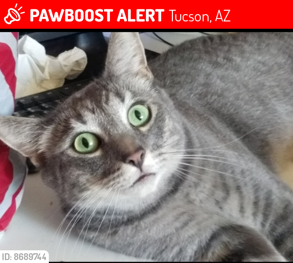 Lost Male Cat last seen Broadway/Kolb, Tucson, AZ 85710