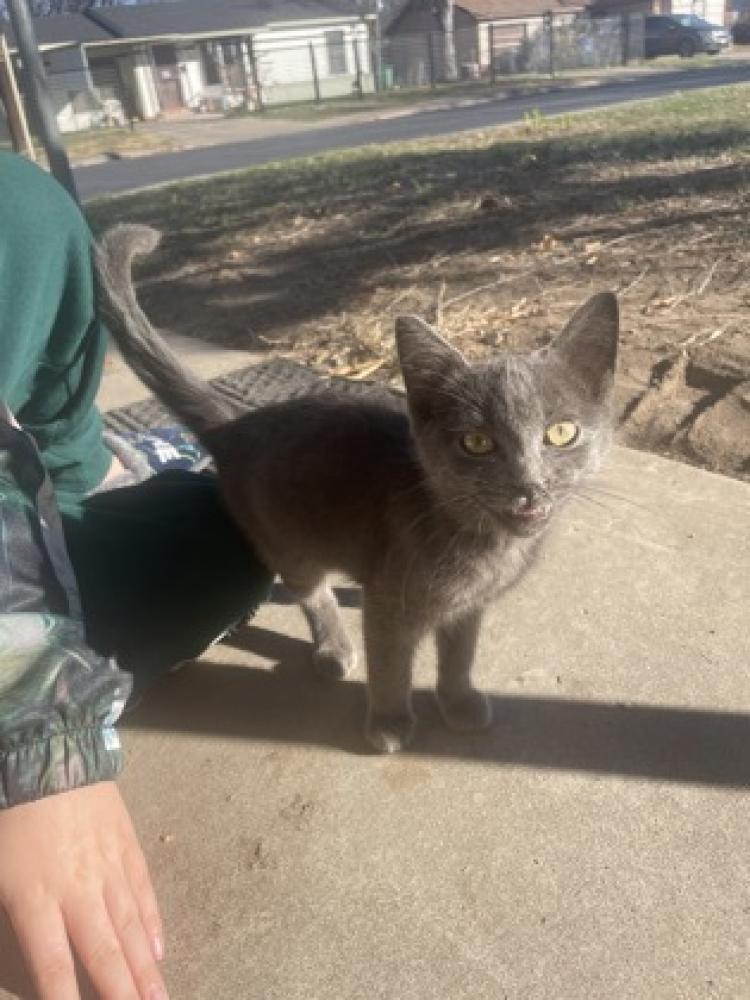 Shelter Stray Male Cat last seen San Antonio, TX 78237, San Antonio, TX 78229