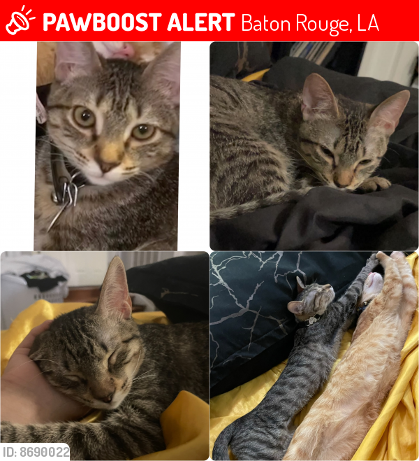 Lost Female Cat last seen By Texaco gas station on Florida Blvd & McGehee Dr , Baton Rouge, LA 70815