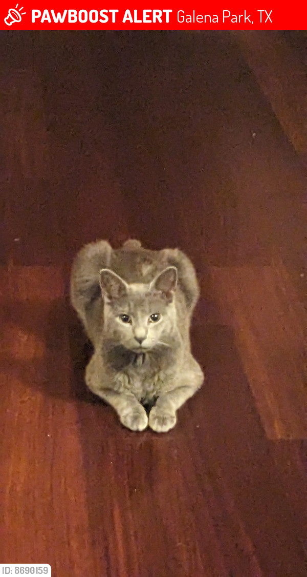 Lost Male Cat last seen Galena park, Galena Park, TX 77547