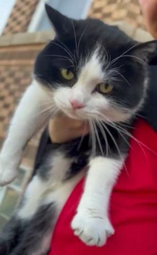Found/Stray Male Cat last seen N. Lincoln Ave and N. California Ave, Chicago, IL. 60649, Chicago, IL 60659