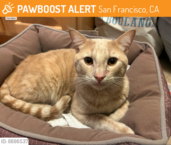 Found/Stray Male Cat last seen between 31st and 32nd Avenue, San Francisco, CA 94122