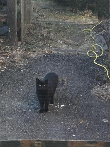 Found/Stray Unknown Cat last seen Clarkes Gap Rd, Paeonian Springs, VA, Paeonian Springs, VA 20197