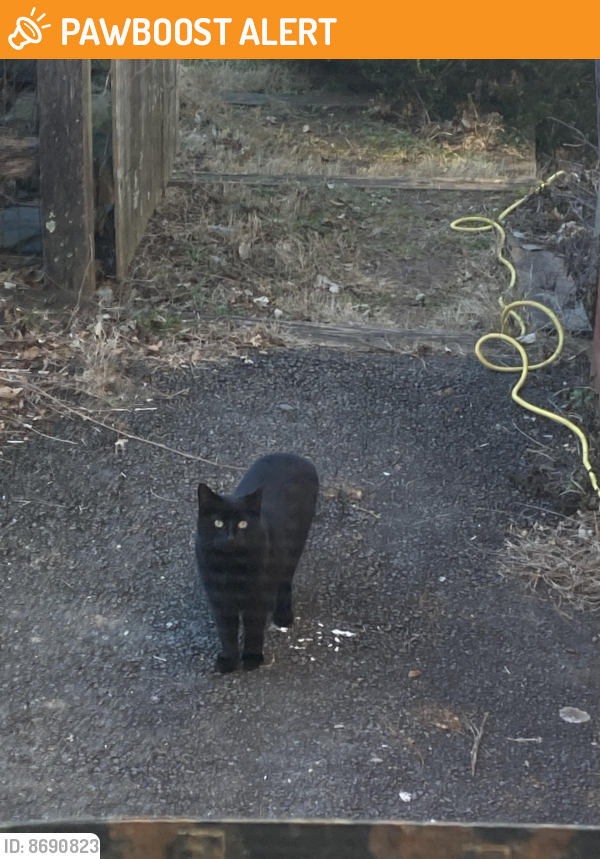 Found/Stray Unknown Cat last seen Clarkes Gap Rd, Paeonian Springs, VA, Paeonian Springs, VA 20197