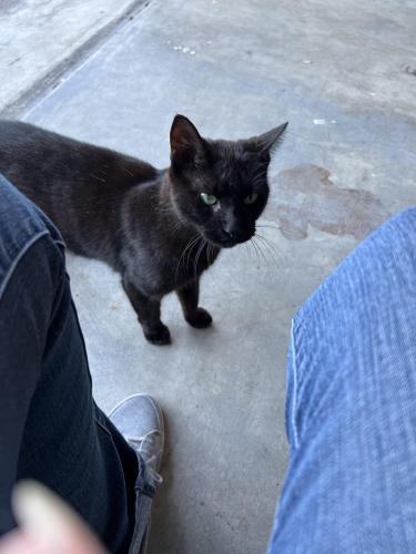 Found/Stray Unknown Cat last seen Near ave and NW 7 Street, Plantation acres, Plantation, FL 33325