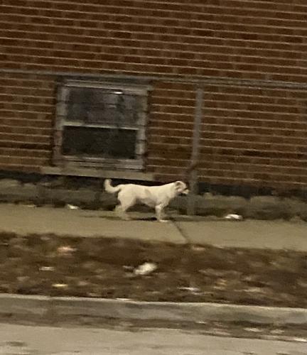 Found/Stray Male Dog last seen Augusta and ridgeway , Chicago, IL 60651