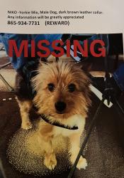 Lost Male Dog last seen Palmdale rd adelanto CA, Adelanto, CA 92301