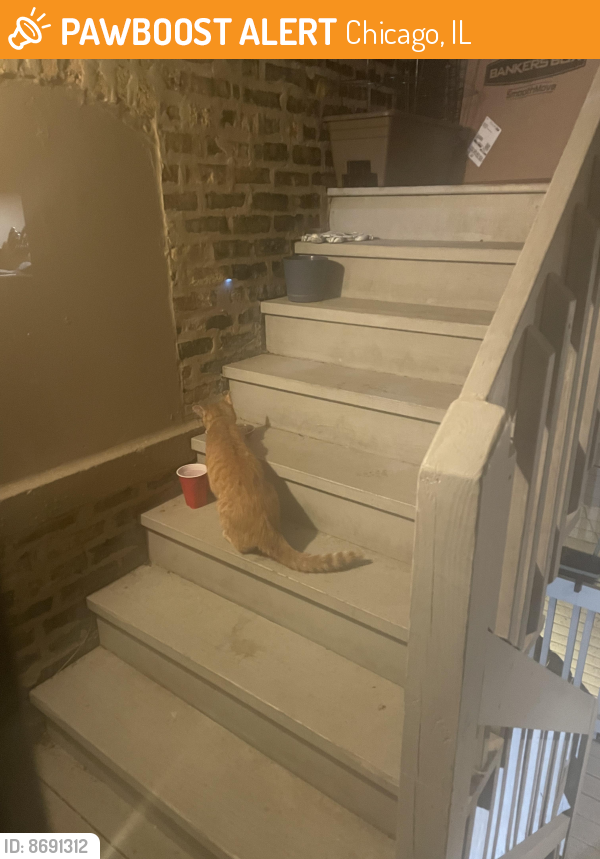 Found/Stray Unknown Cat last seen Howard street, Chicago, IL 60645