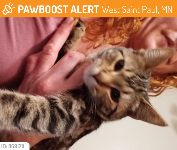 Found/Stray Female Cat last seen Oakdale & marie , West Saint Paul, MN 55118