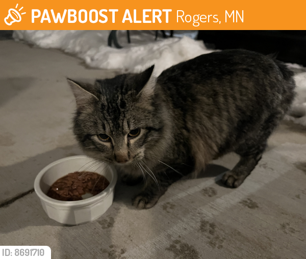 Found/Stray Male Cat last seen County Rd 117/Cain Rd, Rogers, MN 55374