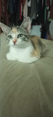 Lost Female Cat last seen Green Blvd. And 951/Collier Blvd. The Oaks apmts , Collier County, FL 34116