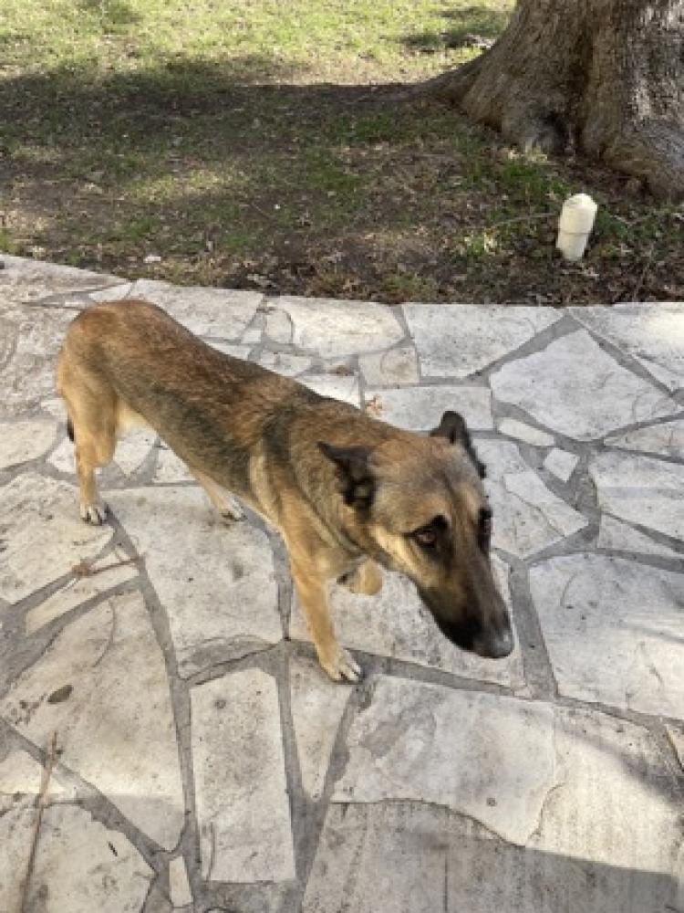 Shelter Stray Female Dog last seen Olmos Park, TX 78212, San Antonio, TX 78229