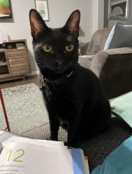 Reunited Female Cat last seen Silver Glen s on Wellington Way and Walters Rd, Houston, TX 77014