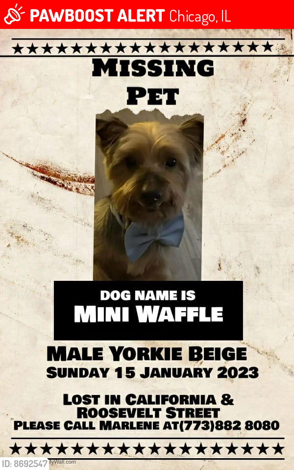 Lost Male Dog last seen Douglass park , Chicago, IL 60612