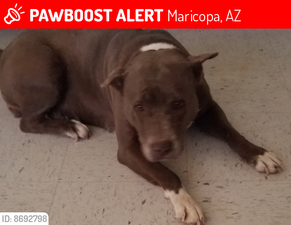 Lost Female Dog last seen Honeycutt & 347 highway, Maricopa, AZ 85138