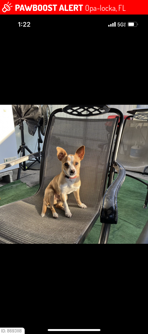 Lost Male Dog last seen Near service road opa locka florida 33054, Opa-locka, FL 33054
