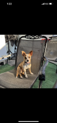 Lost Male Dog last seen Near service road opa locka florida 33054, Opa-locka, FL 33054
