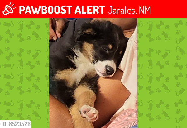 Lost Female Dog last seen Jarales , Jarales, NM 87023