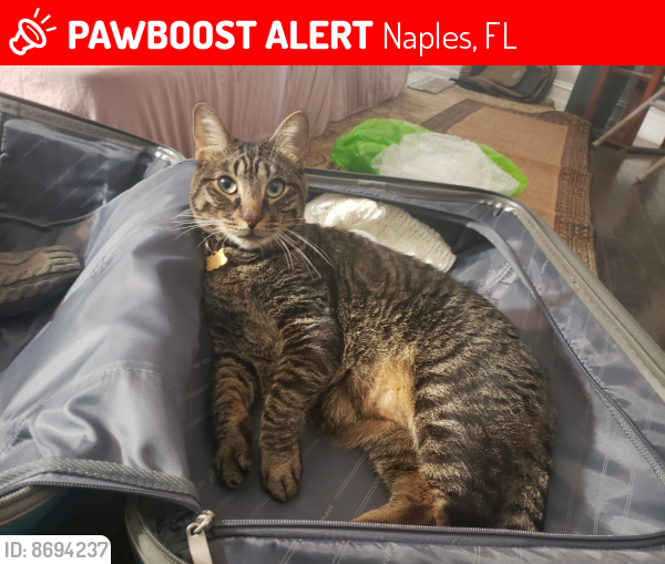 Lost Male Cat last seen 12th ave se, Naples GGE 34117, Naples, FL 34117