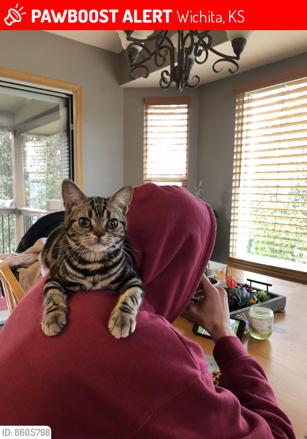 Lost Male Cat last seen On the big lake by the park in the Westridge addition. Close to 119th, 21st and 29th, Wichita, KS 67205