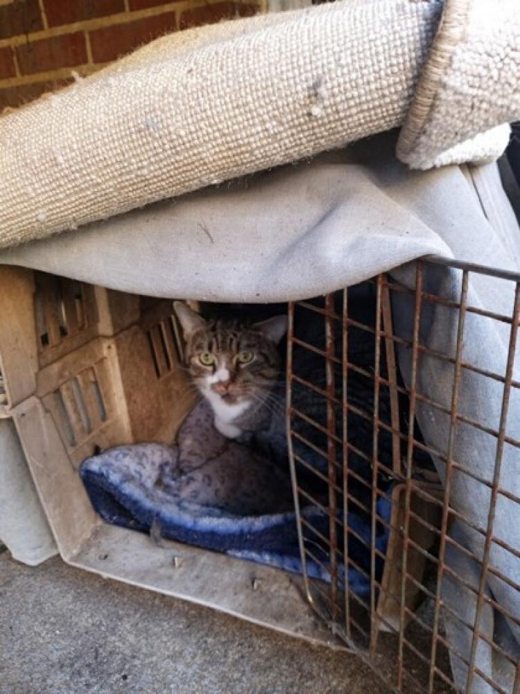 Shelter Stray Unknown Cat last seen Lorton, VA 22079, Fairfax, VA 22032