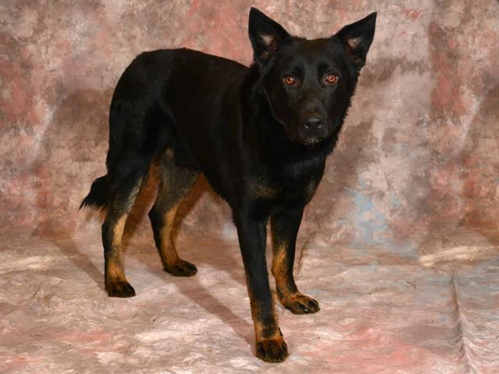 Shelter Stray Male Dog last seen Near BLOCK W 3785 S, WEST VALLEY CITY UT 84128, West Valley City, UT 84120