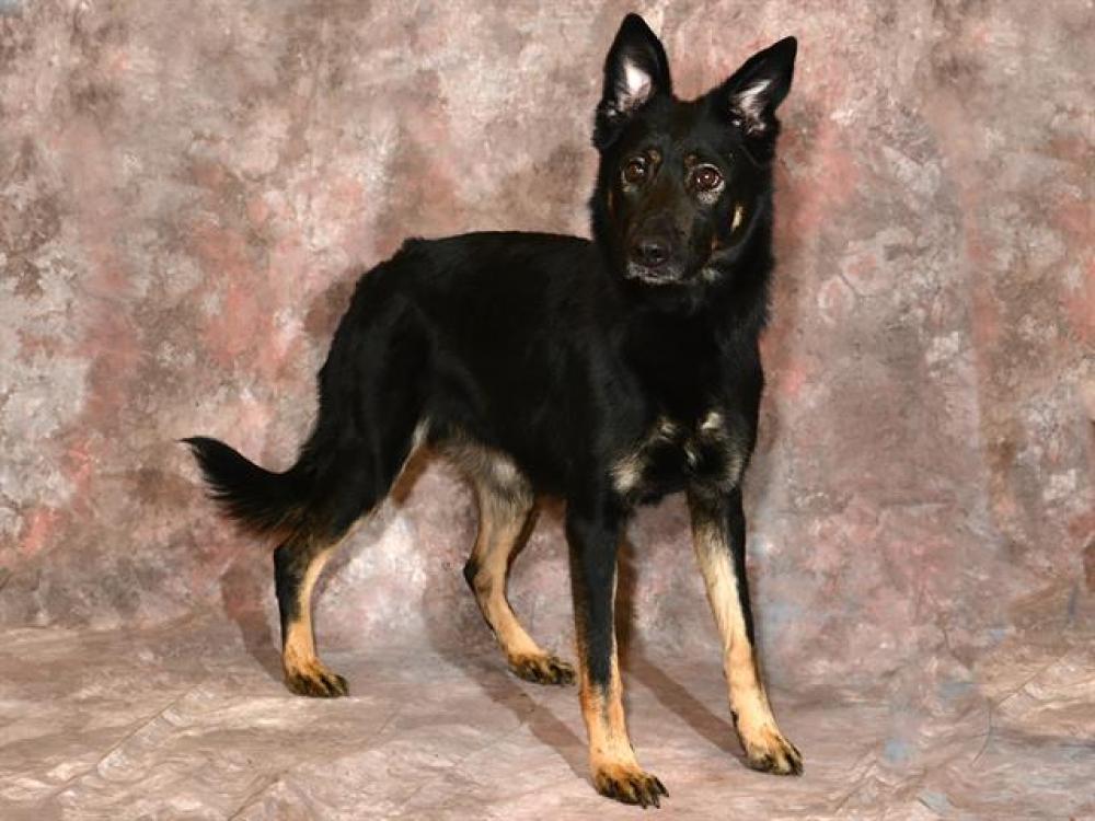 Shelter Stray Female Dog last seen Near BLOCK S 5600 W, WEST VALLEY CITY UT 84120, West Valley City, UT 84120