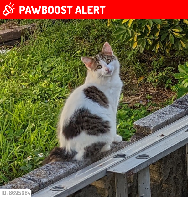 Lost Unknown Cat last seen Cutlass Ave/South Treasure Drive, North Bay Village, FL 33141