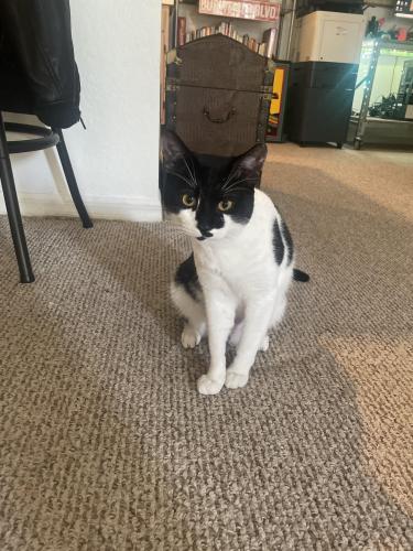 Lost Male Cat last seen Palm River / Willowby Acres North Naples, North Naples, FL 34110