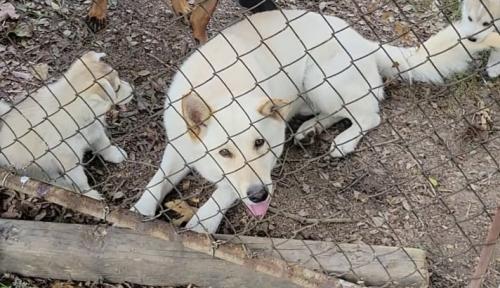 Lost Male Dog last seen Oakview ln lithia Springs, Lithia Springs, GA 30122