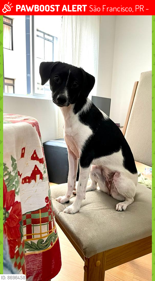 Lost Female Dog last seen Vista por último correndo a rua Inácio lustosa, sentido Mercês/bigorrilho, São Francisco, PR 80510-000