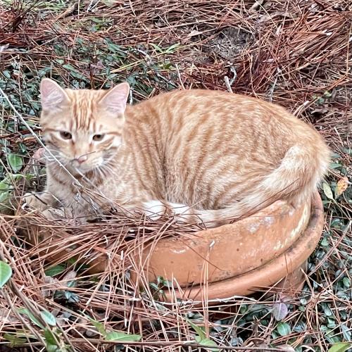 Lost Male Cat last seen Ox Bow Circle, Tallahassee, FL 32312