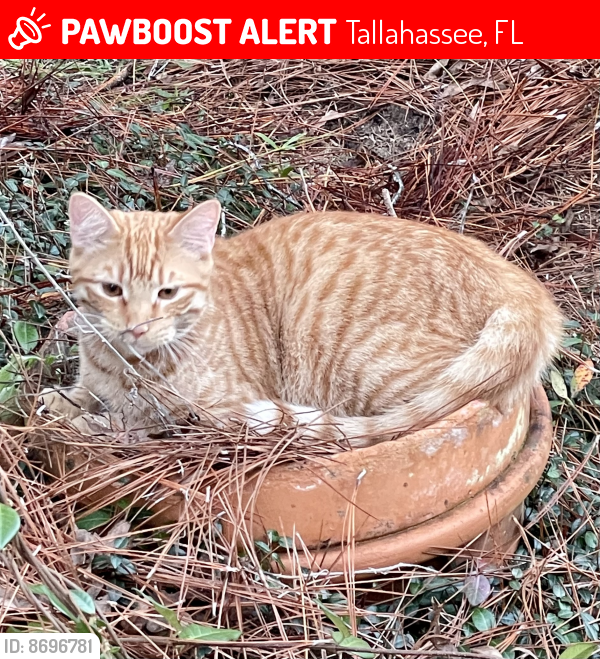 Lost Male Cat last seen Ox Bow Circle, Tallahassee, FL 32312