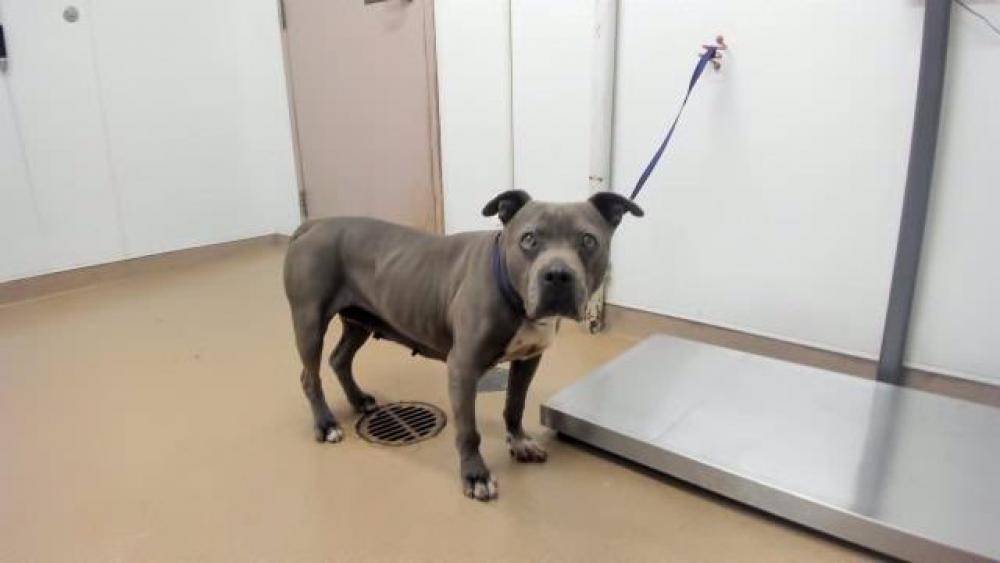 Shelter Stray Female Dog last seen TAMPA/ TENNYSON, Hayward, CA 94544